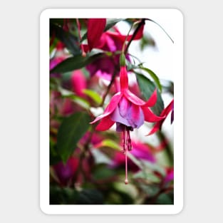 Flowering Fuchsia Sticker